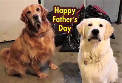 Funny Dogs Help Dad For Father's Day!