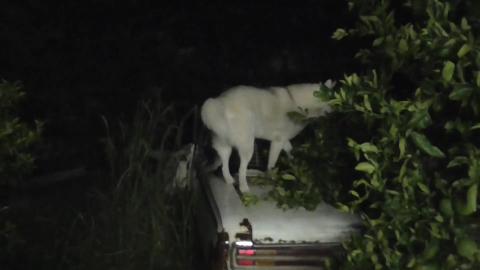Wet night but Husky doesn't care