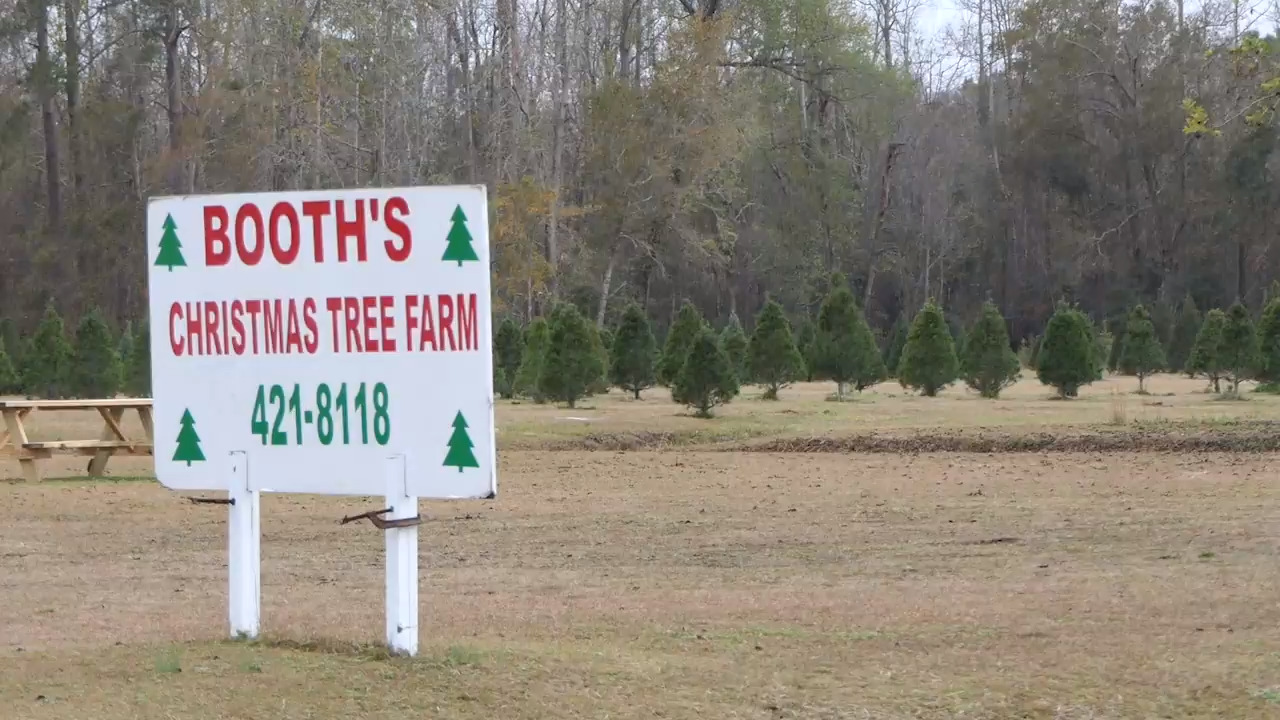 Booth Farm Only real Christmas tree farm in Horry County Myrtle