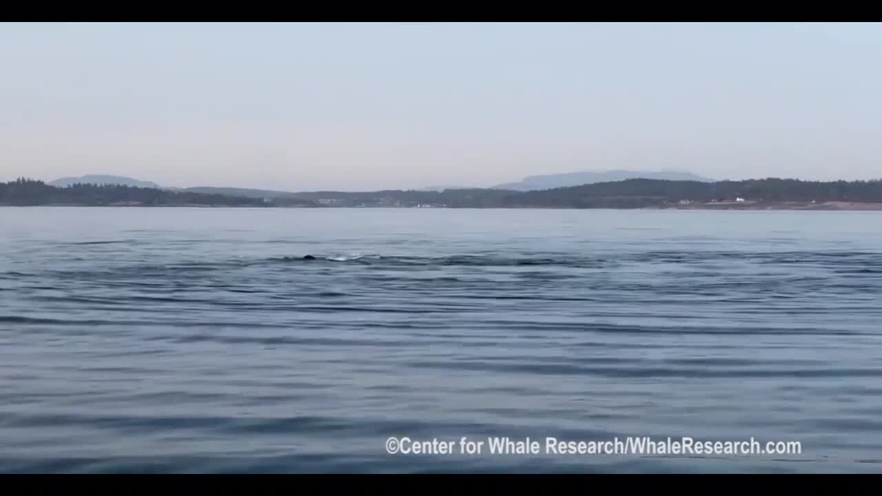 Southern Resident Killer Whale Population Decreases By One | Bellingham ...