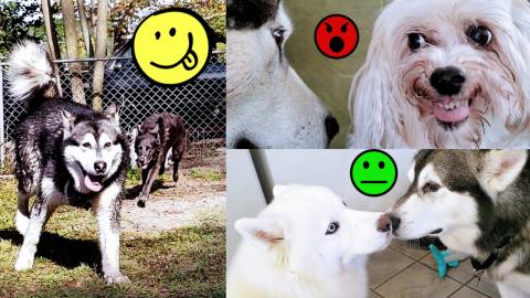 Malamute Reunited With Old Girlfriends & Husky Is Mad!