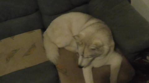 Siberian Husky tries peanut butter