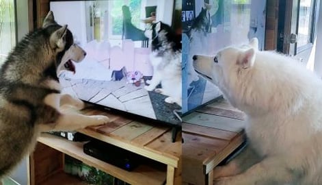 Tonka & Monroe Sing With Life With Malamutes