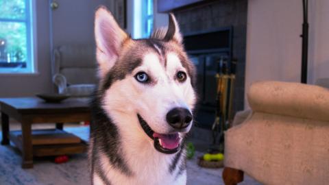 Jealous Husky Wants Sibling’s Treat – Very Vocal | Fu...