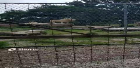 White Lion's Roar... Its His Zoo