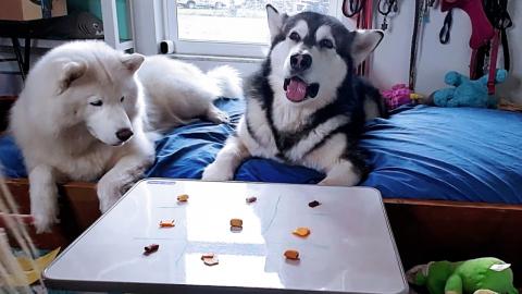 Malamute & Husky Play Tic Tac Toe Malamute Cheats!