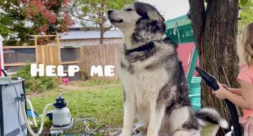 Giant Malamute Cried The Whole Time But He Lived