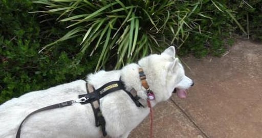 Park works continuing under watchfull eye of cameras