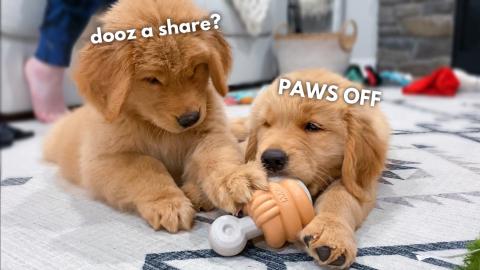 My Puppy Meets His Brother