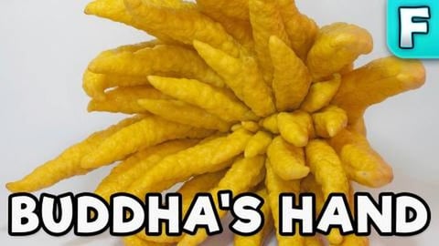 Buddahs Hand | Fruits You've Never Heard Of