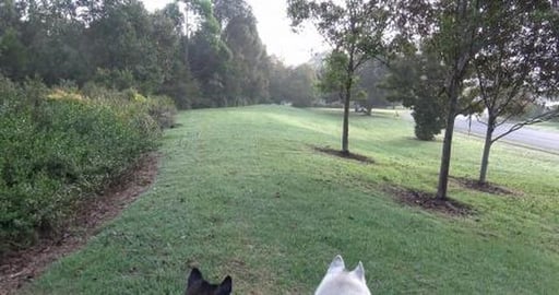 Short walk turned long but found frisbee