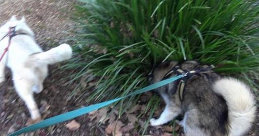 Malamute & Husky enjoy walk around Queens Park & Mothers ...