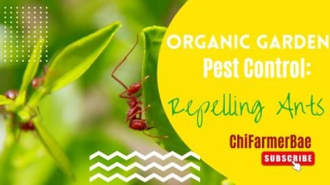 How To Repel Ants in A Garden | Repelling Ants | Organic ...