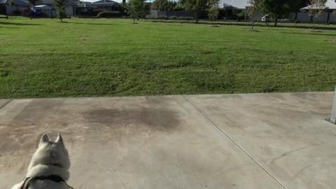 New doggy water station & bats are attacking my peach tre...