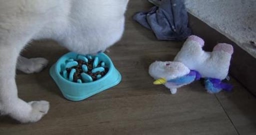 Husky Tikaani tries new dog food & Malamute Wolf enjoys c...