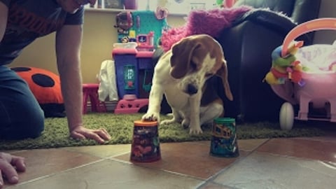 Teaching Funny Dog How to Play Shell Game with Cups