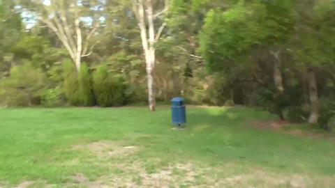 Cool walk with Malamute & Husky