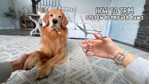 How I Groom My Dog's Paws ASMR