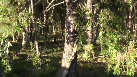 Malamute and Husky visit a swamp