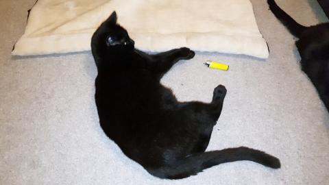 Kitten Thor is life is just playing around