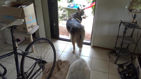 Packing moms stuff with Husky & Malamutes