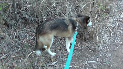 Abandoned quarry investigated by young husky