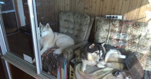 Husky discusses life with Malamute