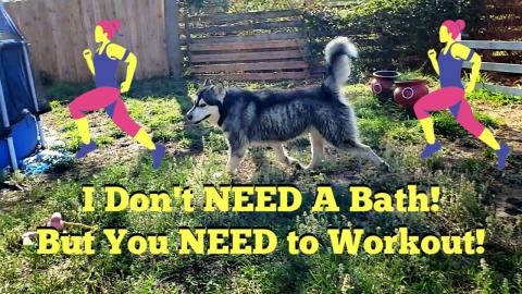 Malamute Runs Away At Bath Time Keeps Me Fit During Lock ...