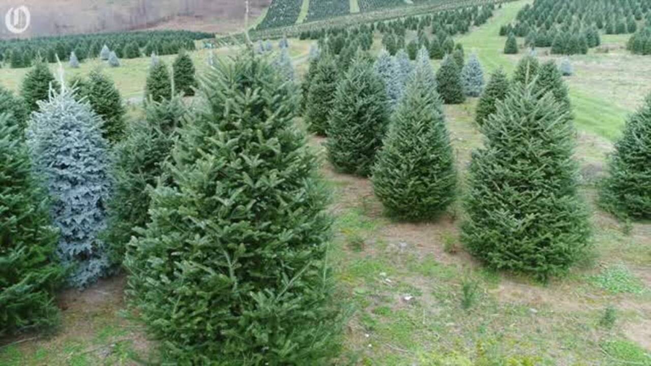 Cutyourown Christmas tree farms near Charlotte Charlotte Observer