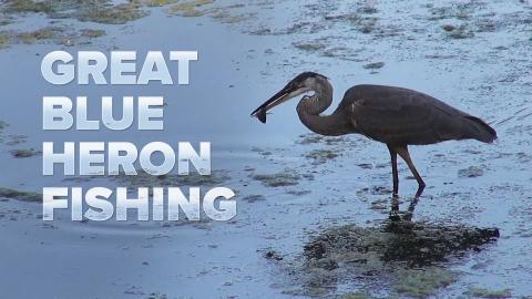Great Blue Heron Fishing