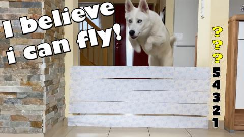 Husky vs Wall of Toiletpaper! 