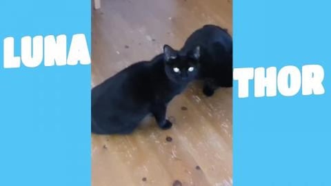 Adorable Cute  Siblings