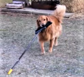 Funny Dog Attacks A Broom!