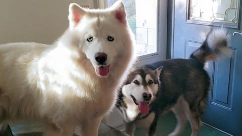 Tonka & Monroe's Reaction When Hearing The Car Start VS T...