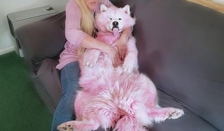 How To Check Your Dogs For Breast Cancer | Try Not To Lau...