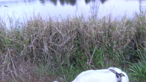 Happy Husky wants to hunt all day