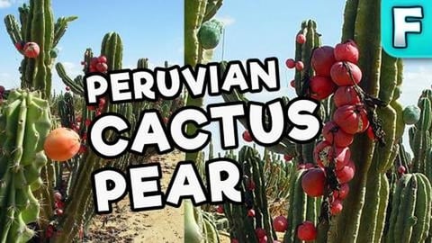 Peruvian Apple Cactus Fruit | Fruits You've Never Heard O...