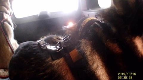 Lost footage of Husky & Malamute go for car ride to Queen...