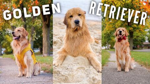 Daily Life With a Golden Retriever | Compilation 3
