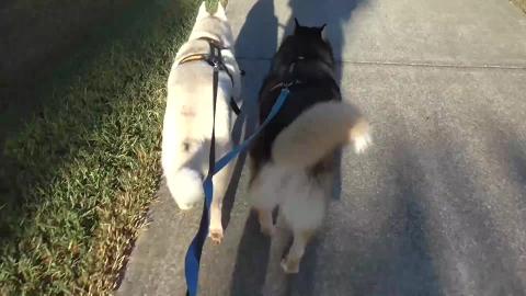 Husky thinks upside-down Malamute is funny