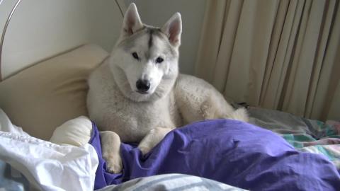 Malamute finds something yummy and Husky wants what he’...