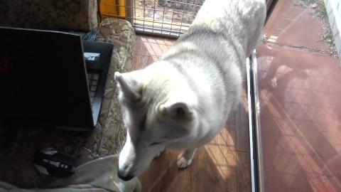Malamute & husky enjoy bully twist & car fire