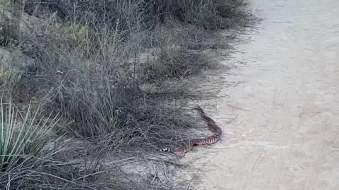 Red diamond rattlesnake