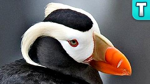 How do 5 Million Puffin Survive in the Middle of the Atla...