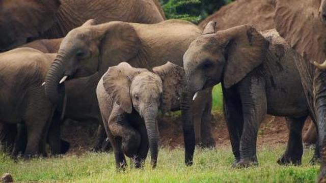 Baby Elephant Dance / Cute Animal (shorts)