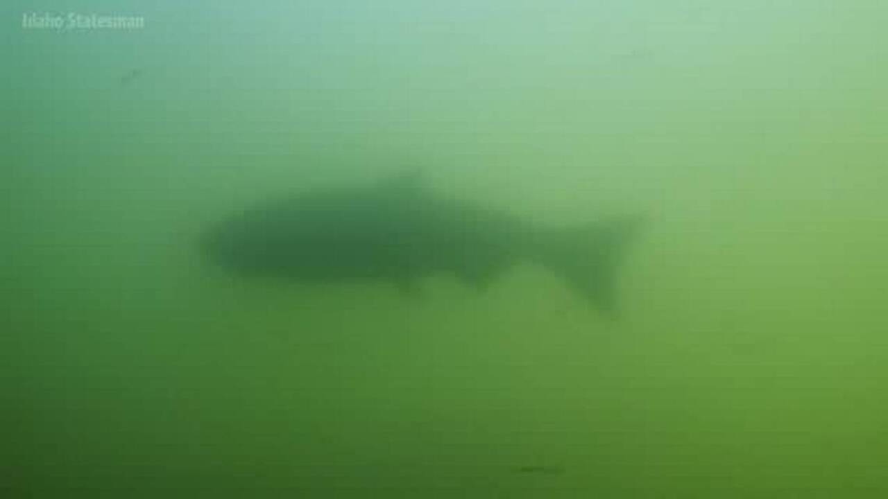 Idaho congressman Breach 4 Snake River dams to save salmon Idaho