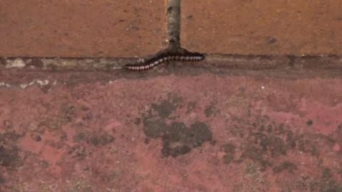 Centipede friend testing computer mouse Wolf