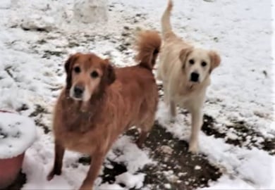 Funny Dogs Play In The Snow
