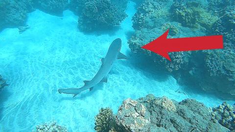 Running Into a Shark for the First Time While Spearfishin...