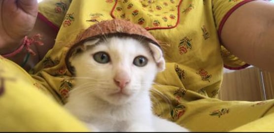 My Lovely pet play with coco shells !!!